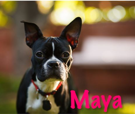 Bull Terrier Maya